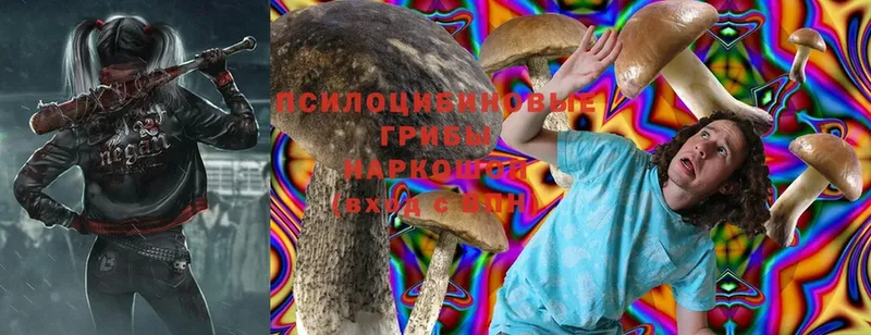 Галлюциногенные грибы Psilocybe  Пудож 